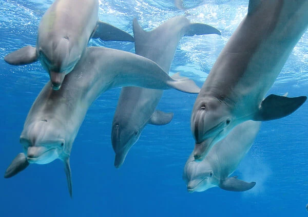 Bottlenose dolphins - playing underwater