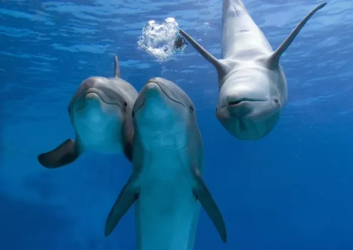 Framed Print : Bottlenose dolphins - three playing underwater Framed Print : Bottlenose dolphins - three playing underwater