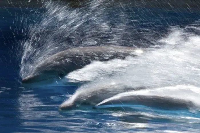 Framed Print : Bottlenose Dolphins - Swimming at speed through water Framed Print : Bottlenose Dolphins - Swimming at speed through water