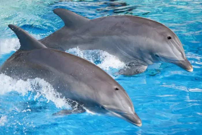 Framed Print : Bottlenose Dolphins - Tail dancing