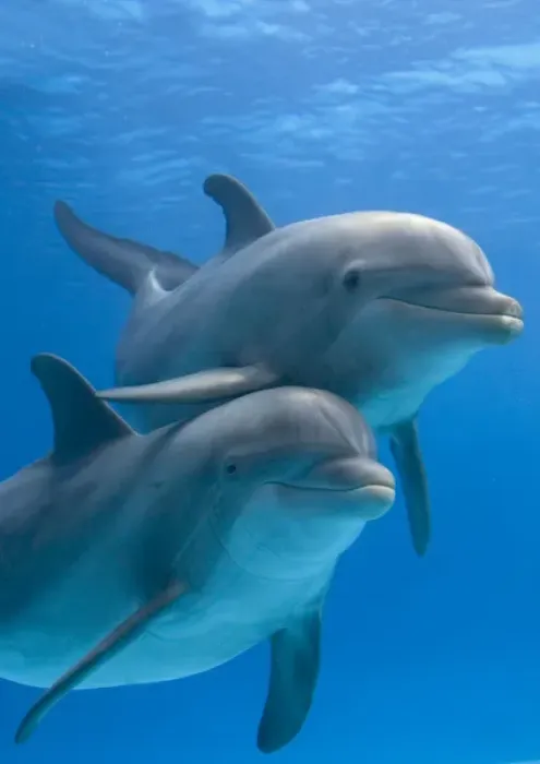 Framed Print : Bottlenose dolphins - two underwater Framed Print : Bottlenose dolphins - two underwater