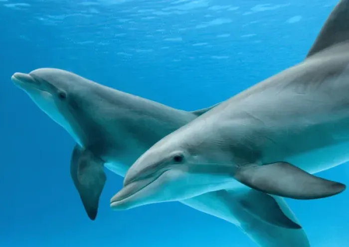 Framed Print : Bottlenose dolphins - two underwater Framed Print : Bottlenose dolphins - two underwater