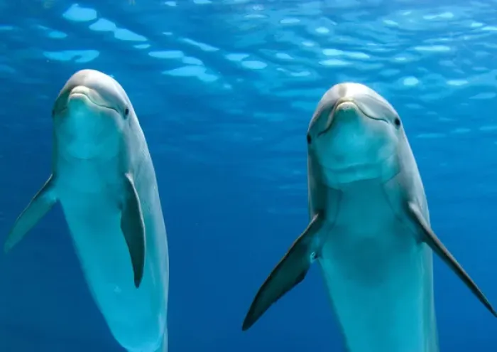 Framed Print : Bottlenose dolphins - underwater Framed Print : Bottlenose dolphins - underwater