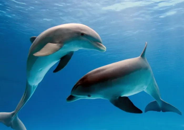 Framed Print : Bottlenose dolphins - underwater Framed Print : Bottlenose dolphins - underwater