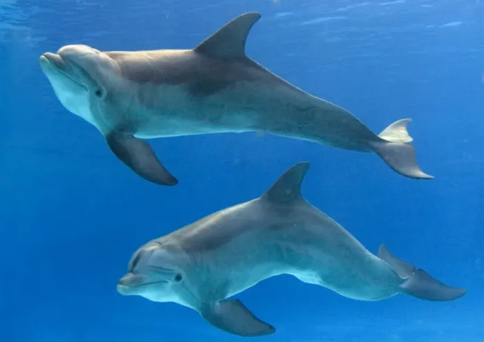 Framed Print : Bottlenose Dolphins - underwater Framed Print : Bottlenose Dolphins - underwater