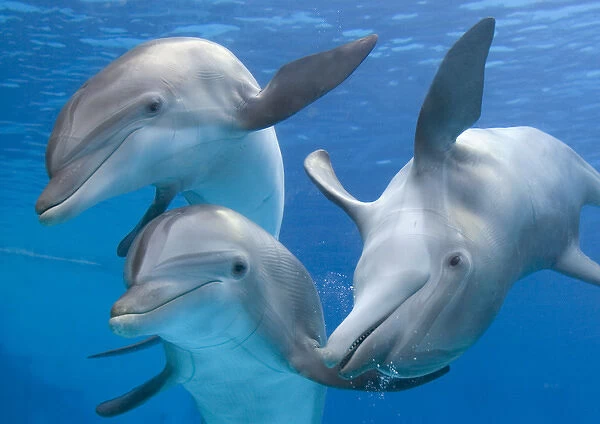 Bottlenose Dolphins - underwater