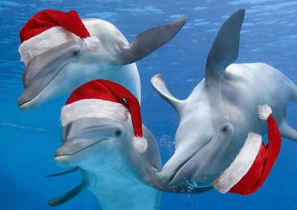 Bottlenose Dolphins, wearing Christmas hats
