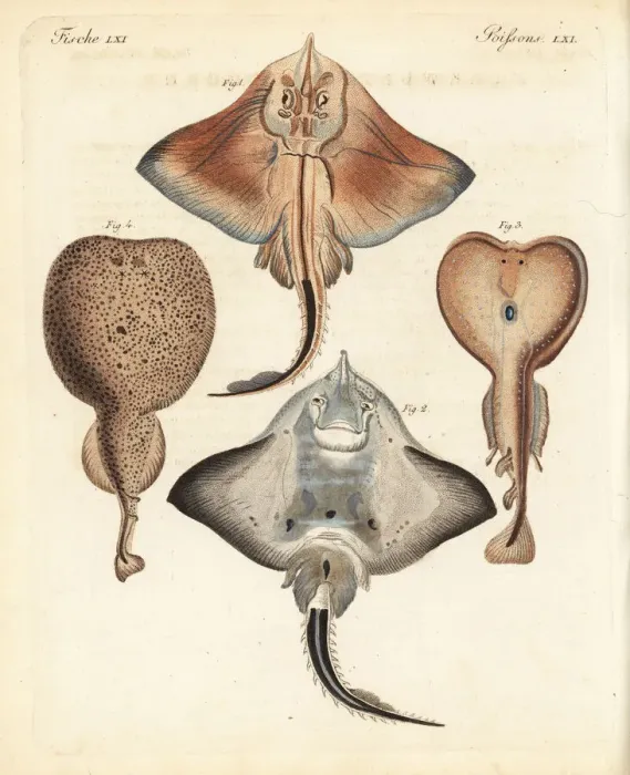 Framed Print : Bottlenose skate and electric rays Framed Print : Bottlenose skate and electric rays