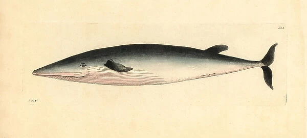 Bottlenose whale, Hyperoodon ampullatus