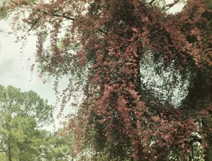 Framed Print : Bougainvilla - Rangoon