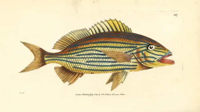 Framed Print : Boulengers anthias, Sacura boulengeri Framed Print : Boulengers anthias, Sacura boulengeri