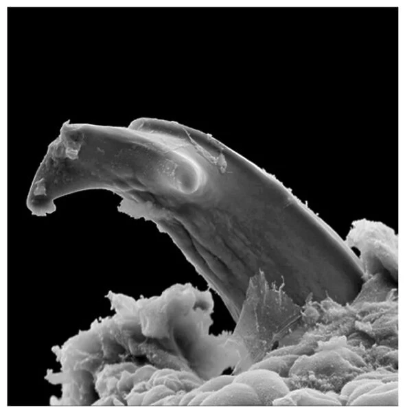 Boulengerula taitanus, taita caecilian tooth