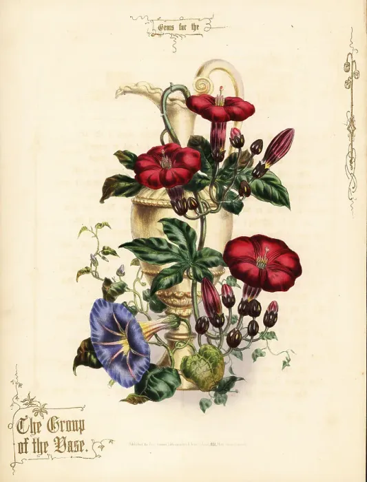Framed Print : Bouquet of scarlet ipomoea and blue morning glory with vase Framed Print : Bouquet of scarlet ipomoea and blue morning glory with vase