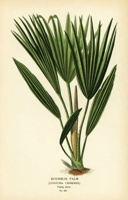 Framed Print : Bourbon palm, Livistona chinensis Framed Print : Bourbon palm, Livistona chinensis