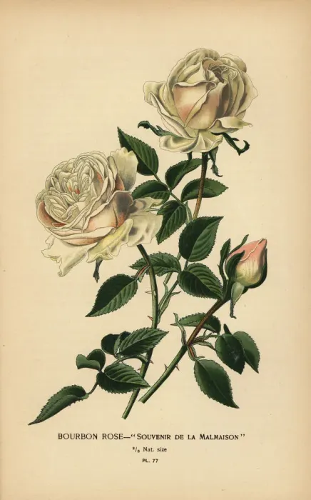 Framed Print : Bourbon rose, Souvenir de la Malmasion Framed Print : Bourbon rose, Souvenir de la Malmasion