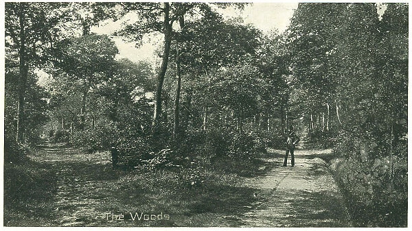 Bourne Woods, Lincolnshire