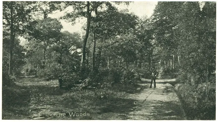 Framed Print : Bourne Woods, Lincolnshire Framed Print : Bourne Woods, Lincolnshire