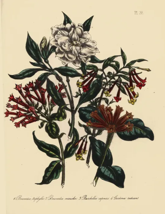 Framed Print : Bouvardia, burchellia and jasmine species Framed Print : Bouvardia, burchellia and jasmine species