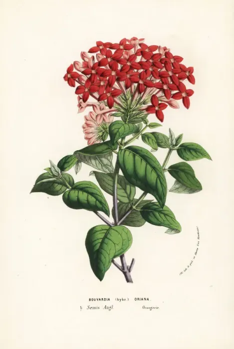 Framed Print : Bouvardia hybrid, Oriana Framed Print : Bouvardia hybrid, Oriana