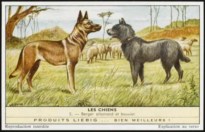 Framed Print : Bouvier & German Shep Framed Print : Bouvier & German Shep