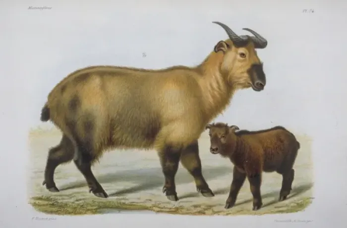 Framed Print : Bovidae (family), bovid Framed Print : Bovidae (family), bovid