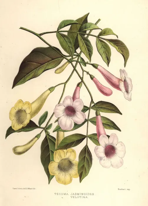Framed Print : Bower of beauty, Pandorea jasminoides Framed Print : Bower of beauty, Pandorea jasminoides