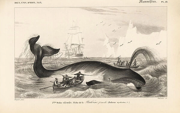 Bowhead whale, Balaena mysticetus