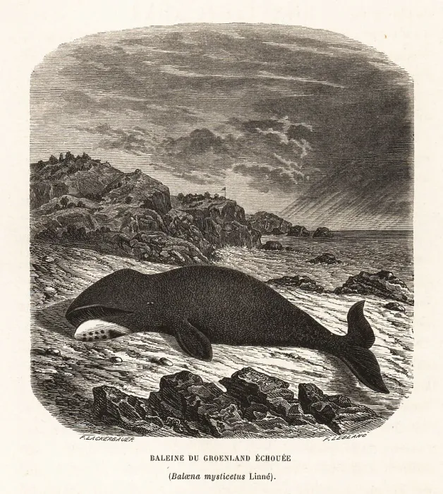Framed Print : Bowhead whale beached on a rocky shore Framed Print : Bowhead whale beached on a rocky shore