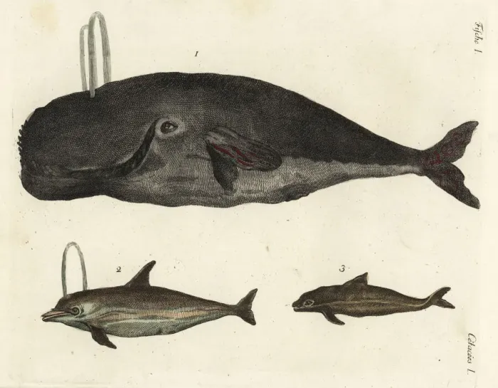 Framed Print : Bowhead whale, dolphin and porpoise Framed Print : Bowhead whale, dolphin and porpoise