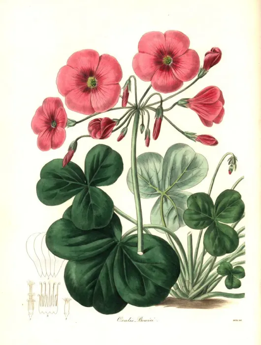 Framed Print : Bowies oxalis, Oxalis bowiei Framed Print : Bowies oxalis, Oxalis bowiei