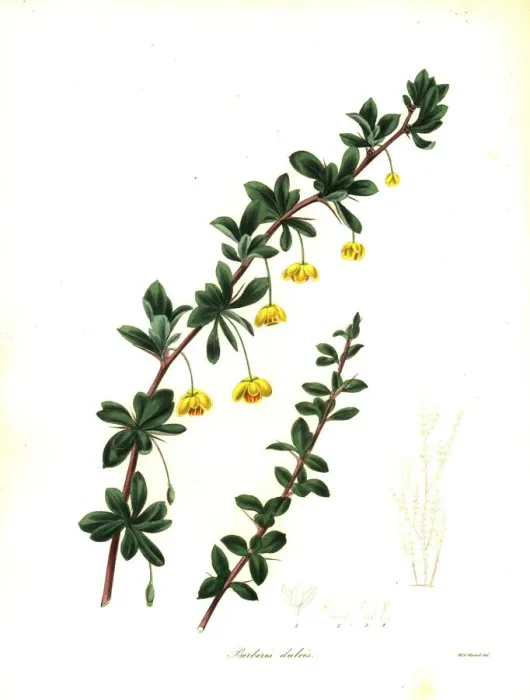 Framed Print : Box-leaved barberry, Berberis microphylla Framed Print : Box-leaved barberry, Berberis microphylla