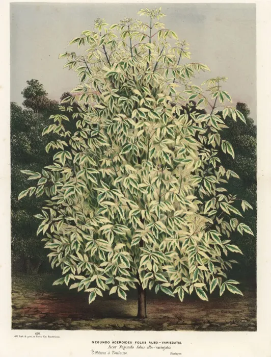 Framed Print : Boxelder maple, Acer negundo Framed Print : Boxelder maple, Acer negundo