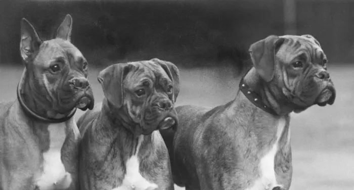 Framed Print : Boxer - 3 Heads - 1937 Framed Print : Boxer - 3 Heads - 1937