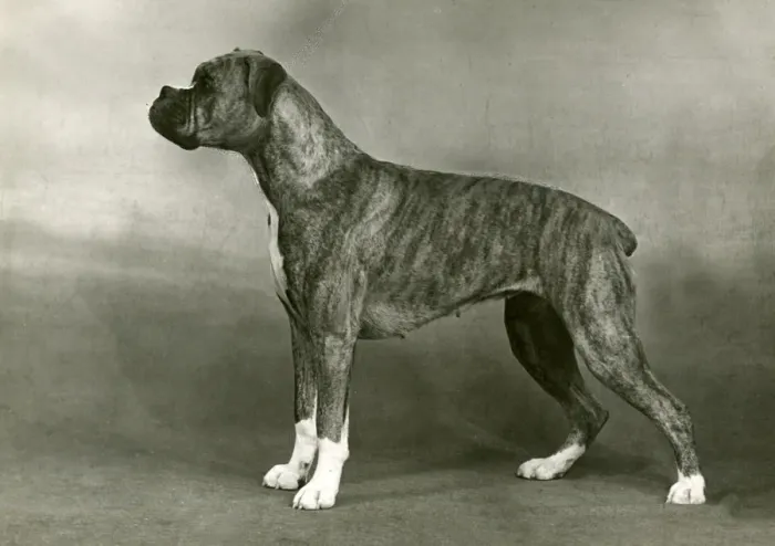 Framed Print : BOXER / BOBBY SOX / 1949 Framed Print : BOXER / BOBBY SOX / 1949