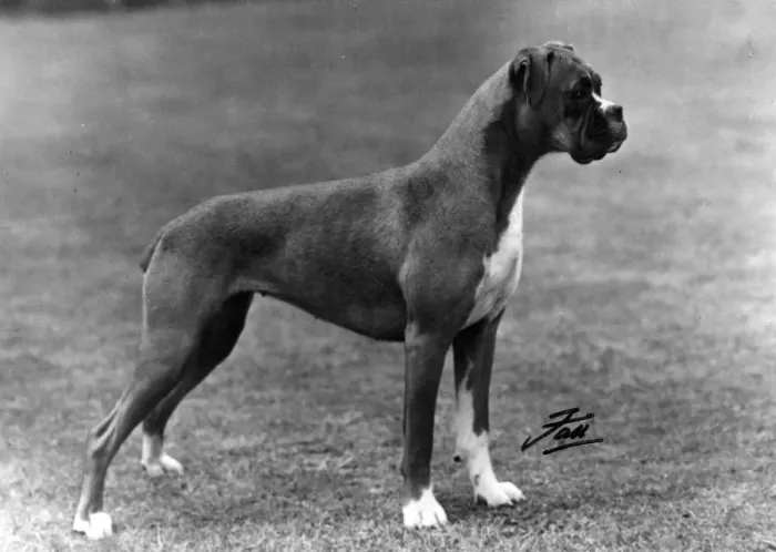 Framed Print : BOXER / BREAKSTONES / 1948 Framed Print : BOXER / BREAKSTONES / 1948