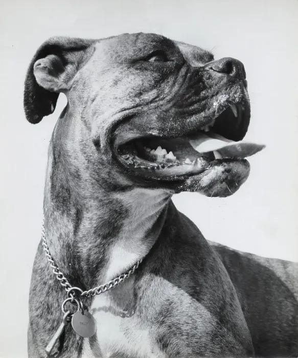 Framed Print : Boxer dog with chain collar and ID tag Date: 1950s Framed Print : Boxer dog with chain collar and ID tag Date: 1950s