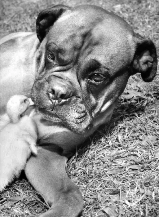 Framed Print : Boxer dog and Duckling Framed Print : Boxer dog and Duckling