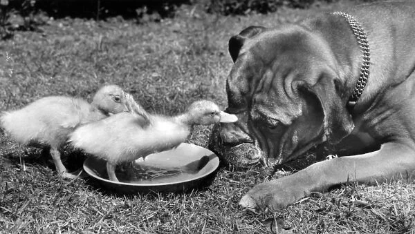 Boxer dog and ducklings