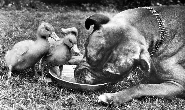 Boxer dog and ducklings