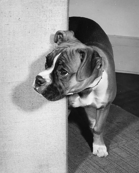 Boxer dog emerging from behind a curtain