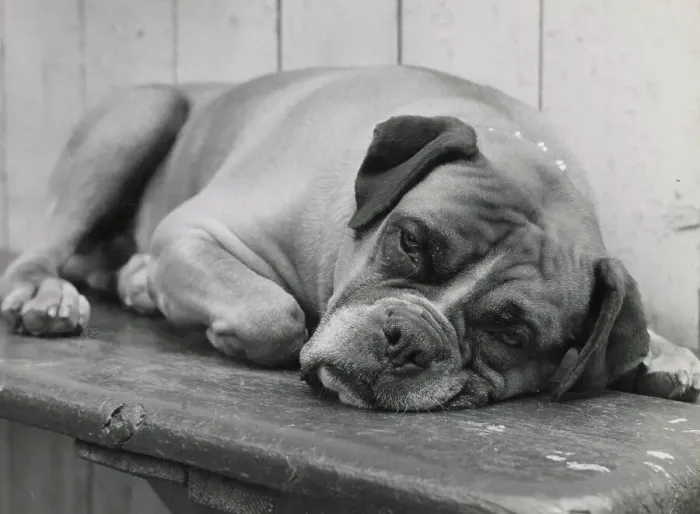 Framed Print : Boxer dog lying down Date: 1950s Framed Print : Boxer dog lying down Date: 1950s