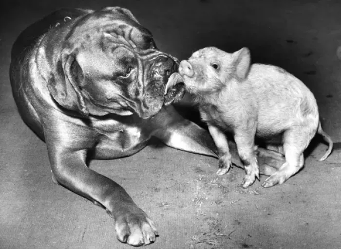 Framed Print : Boxer dog and Piglet