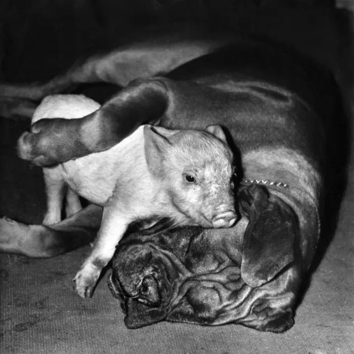 Framed Print : Boxer dog and Piglet Framed Print : Boxer dog and Piglet