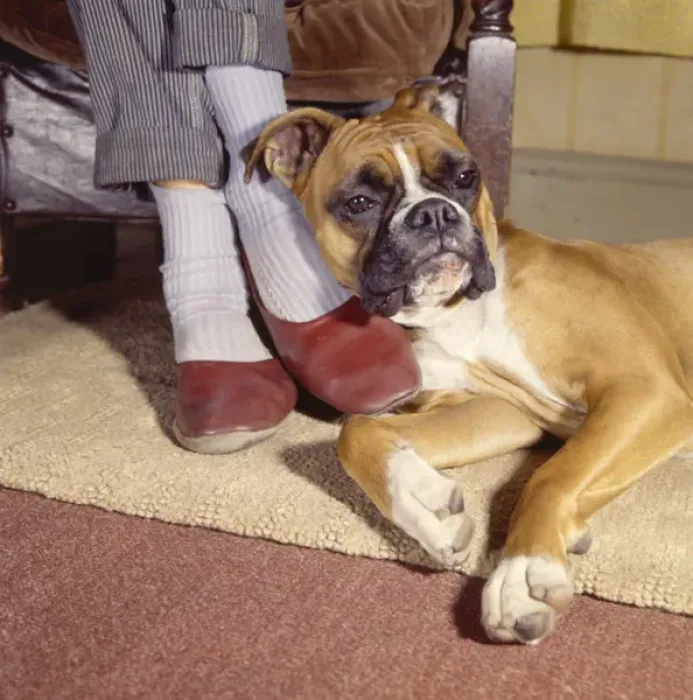 Framed Print : Boxer dog relaxing by Mums feet Framed Print : Boxer dog relaxing by Mums feet