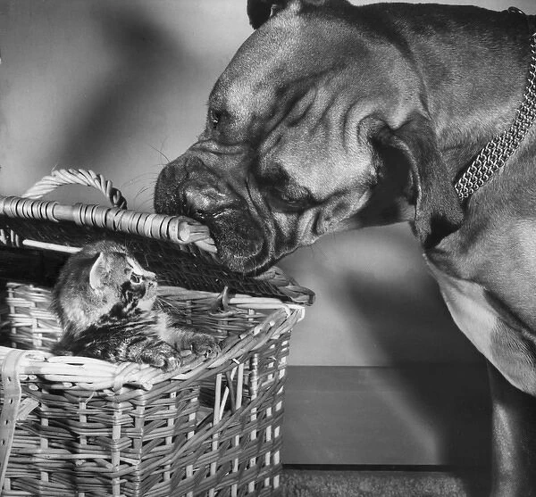 Boxer dog with tabby kitten in a basket