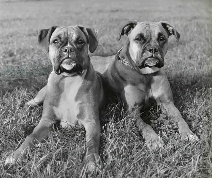 Framed Print : Two Boxer dogs lying on grass Date: 1950s Framed Print : Two Boxer dogs lying on grass Date: 1950s