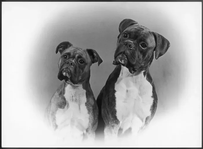 Framed Print : BOXER / TWO HEADS / 1953 Framed Print : BOXER / TWO HEADS / 1953
