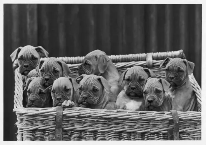Framed Print : BOXER / PUPPIES IN BASKET Framed Print : BOXER / PUPPIES IN BASKET