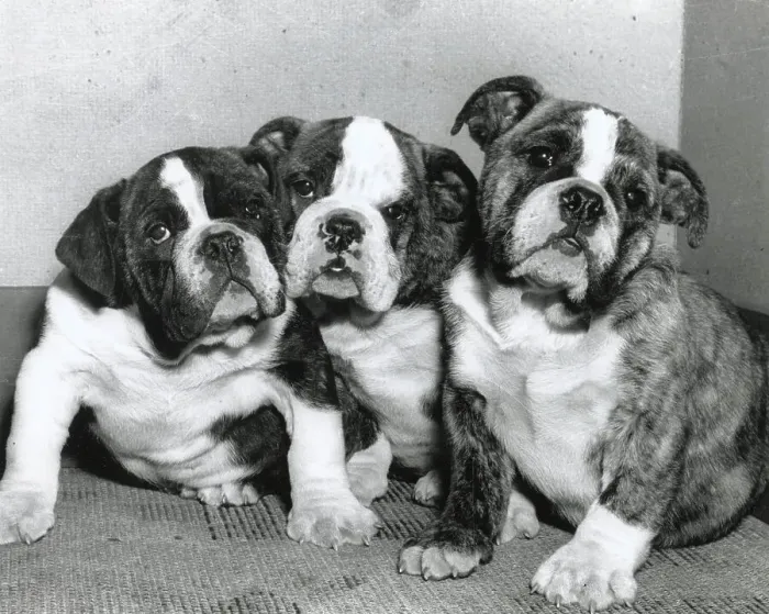 Framed Print : Three Boxer puppies Date: 1950s Framed Print : Three Boxer puppies Date: 1950s