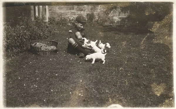 Boy in cub uniform with Jack Russell puppies